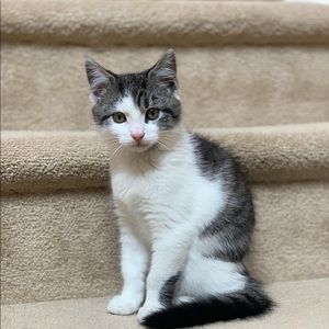 Meet your Posher, Annabelle